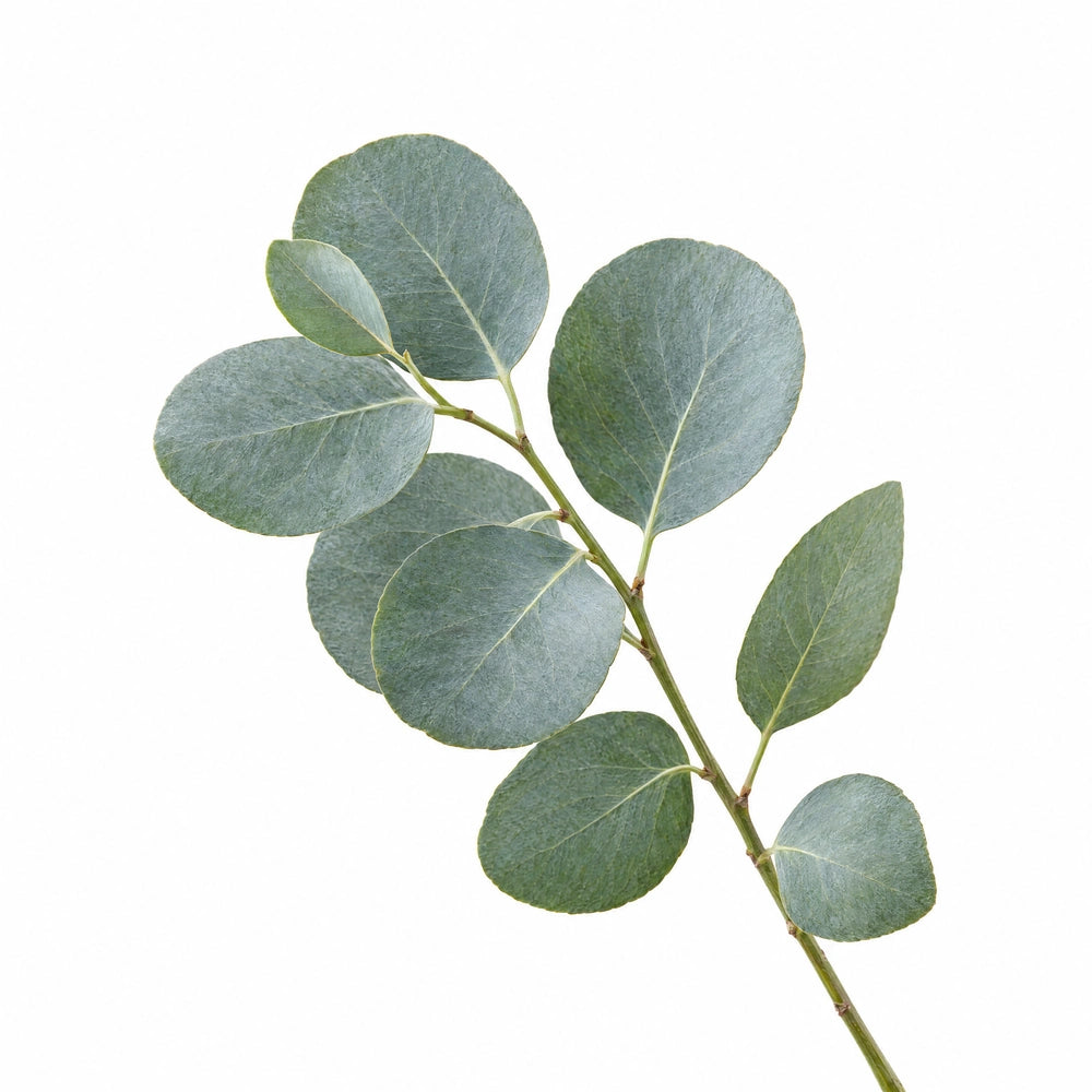 Eucalyptus