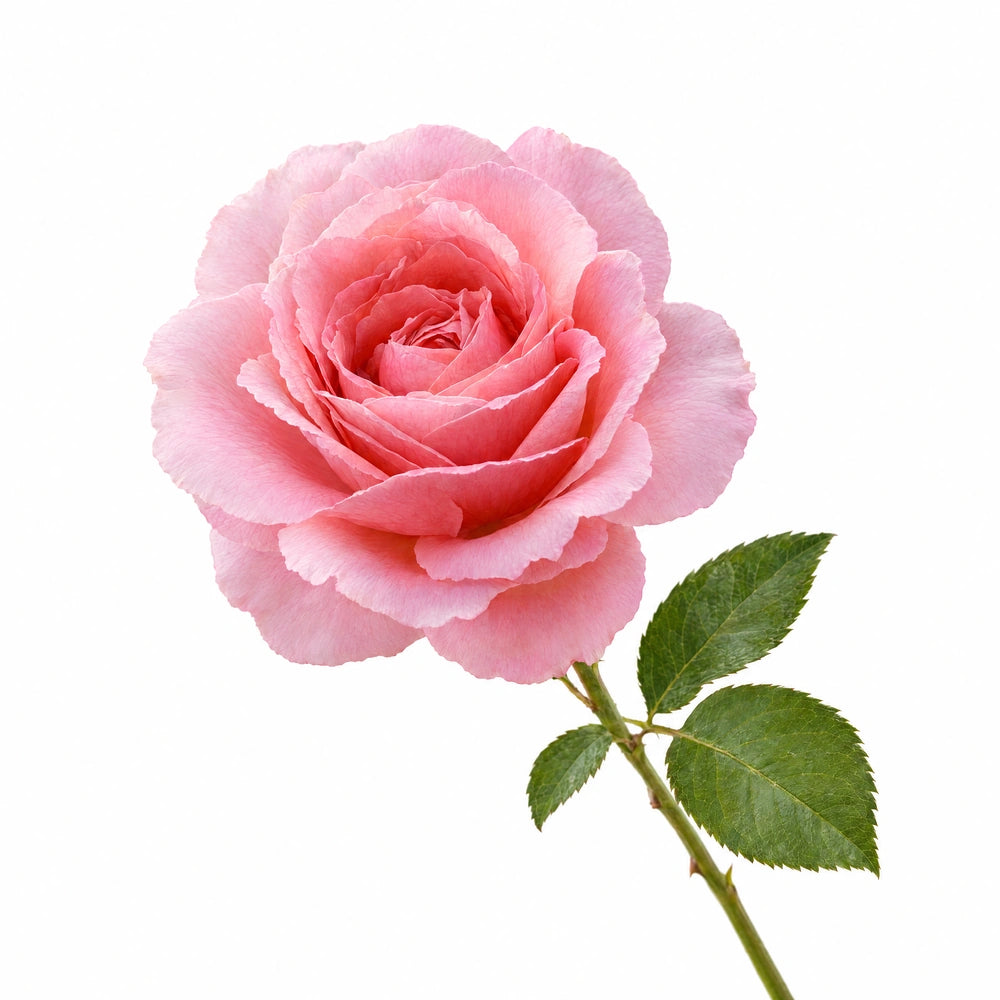 French rose