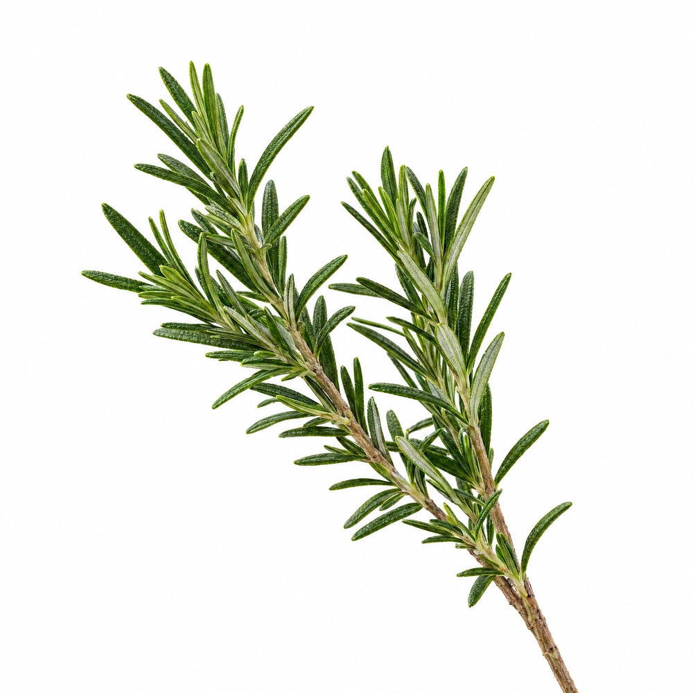 Rosemary